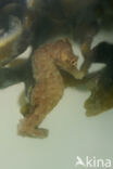 Short-snouted seahorse (Hippocampus hippocampus)