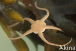 Brittle star (Ophiura ophiura)