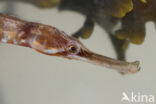 Great Pipefish (Syngnathus acus)