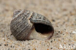 Common Periwinkle (Littorina littorea)