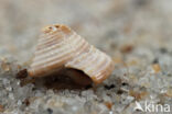 Gewone Priktolhoren (Calliostoma zizyphinum)