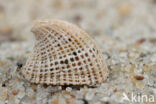 Common Slit-limpet (Emarginula fissura)