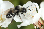 Witte rouwbij (Melecta luctuosa)