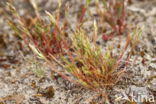 Early Hair-grass (Aira praecox)