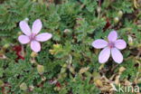 Gewone reigersbek (Erodium cicutarium)