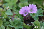 Zachte ooievaarsbek (Geranium molle)