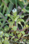 Zandhoornbloem (Cerastium semidecandrum)