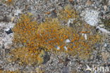 sulphur-firedot lichen (Caloplaca flavovirescens)