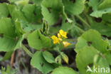 Gevlekte rupsklaver (Medicago arabica)