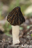 Half Free Morel (Morchella semilibera)