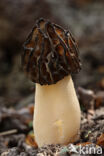 Half Free Morel (Morchella semilibera)