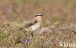 Northern Wheatear (Oenanthe oenanthe)