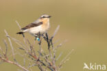 Northern Wheatear (Oenanthe oenanthe)