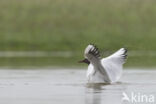 Black-headed Gull (Larus ridibundus)