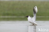 Black-headed Gull (Larus ridibundus)