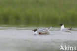 Black-headed Gull (Larus ridibundus)