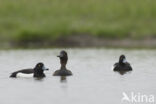 Tufted Duck (Aythya fuligula)