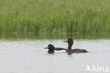 Tufted Duck (Aythya fuligula)