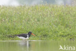 Oystercatcher (Haematopus ostralegus)