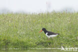 Oystercatcher (Haematopus ostralegus)