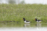 Oystercatcher (Haematopus ostralegus)