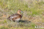 Pochard (Aythya ferina)