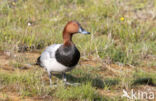 Pochard (Aythya ferina)