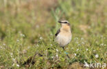 Northern Wheatear (Oenanthe oenanthe)