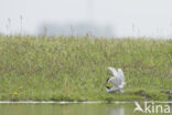 Common Tern (Sterna hirundo)