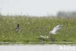 Common Tern (Sterna hirundo)