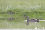 Gadwall (Anas strepera)