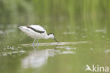 Pied Avocet (Recurvirostra avosetta)