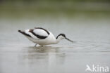 Pied Avocet (Recurvirostra avosetta)