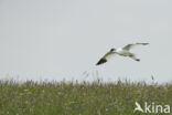 Pied Avocet (Recurvirostra avosetta)