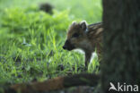 Wild Boar (Sus scrofa)