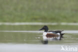 Northern Shoveler (Anas clypeata)