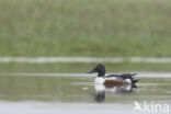 Slobeend (Anas clypeata)