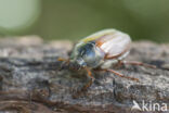 common cockchafer (Melolontha melolontha)