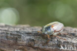 common cockchafer (Melolontha melolontha)