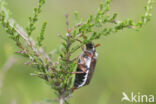 common cockchafer (Melolontha melolontha)