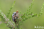 common cockchafer (Melolontha melolontha)