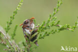 common cockchafer (Melolontha melolontha)