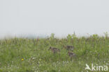 Black-tailed Godwit (Limosa limosa)