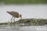 Grutto (Limosa limosa)