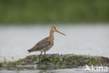 Black-tailed Godwit (Limosa limosa)