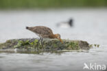 Black-tailed Godwit (Limosa limosa)