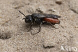 Grote Bloedbij (Sphecodes albilabris)