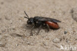 Grote Bloedbij (Sphecodes albilabris)