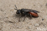 Grote Bloedbij (Sphecodes albilabris)