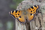 Grote vos (Nymphalis polychloros)